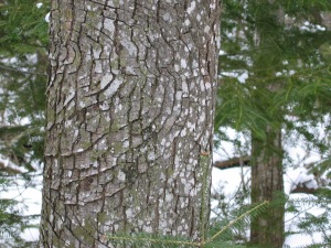 pattern in tree bark